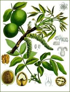 Huile Essentielle de Lentisque pistachier — Farmaciola